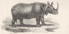RHINOS. Rhinoceros; Rhinocerus unicornis- Indian Rhinoceros 1880 old print