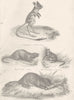 RODENTIA.Aegyptius-Egyptian Jerboa;Myopots Coypu;Dormouse;Fiber-Beaver 1880