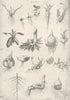 PLANTS. Roots 1880 old antique vintage print picture