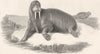 PINNIPEDS. Seal Trichechus 1880 old antique vintage print picture