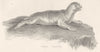 PINNIPEDS. Seal; P. Vitulina; Common Seal 1880 old antique print picture