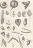 FOOD. Seed Fruit & Seed Vessels 1880 old antique vintage print picture