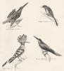 BIRDS.Tenuirostres;Alcedo,Kingfisher;Certhia,Creeper;Hoopoe;Merops,Beeeater 1880