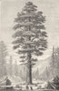 TREES. Wellingtonia 1880 old antique vintage print picture