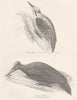 BIRDS. Woodpecker picus. Tridactylus. Southern 3- toed. Martius Gt Black 1880
