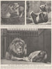 LONDON. Baby frolic and adult Majesty among the inmates of the zoo. Lions 1926