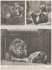 LONDON. Baby frolic and adult Majesty among the inmates of the zoo. Lions 1926