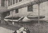 PARIS. Muséum. Baleine 1895 old antique vintage print picture