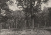SEINE- ET- MARNE. Forêt de Fontainebleau. Sentier des Artistes 1895 old print