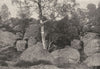 SEINE- ET- MARNE. Forêt de Fontainebleau. Long Rocher 1895 old antique print
