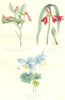 BOTANICALS. Siphocampylus glandulosus; phycella colusca; Aquilegia Jucunda 1852