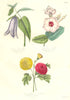 INDE.Campanule noble,Campanula nobilis;Dipladénie,Dipladenia;Chrysanthéme 1852