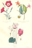 BOTANICALS. Linum grandiflorum; Manettia miniata; Cyclamen 1852 old print