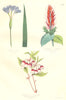 BOTANICALS. Gelasine azurea; Aphelandra fulgeus; Enkianthus quingueflorus 1852