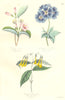 BOTANICALS. Weigelia Vosea; Bouvardia flava 1852 old antique print picture