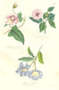 BOTANICALS. Calystegia pubescens; Solanum somniculentum; Bignonia speciosa 1852