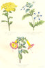 BOTANICALS. Arnebia Echiodies; cantua buxifolia 1852 old antique print picture