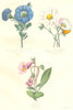 BOTANICALS. Alona coelestis; portulaca grandiffora;  1852 old antique print