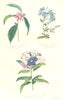 BOTANICALS. symplocos coccinea; plumbago capensis; franciscea acuminata 1852