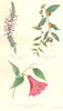 FLOWERS. epacris autumnalis; Lizyphus sulgaris; lapageria rosea 1852 old print