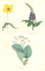 FLOWERS. Bartonia aurea; Stachytarpheté aristata; chirita sinensis 1852 print