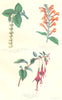 BOTANICALS. garrya elliptica; Scutellaria incarnata; fuchsia gracilia 1852