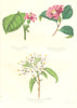 BOTANICALS. Pavonia schutina; camellia japonica; reevesia thyrsoidea 1852