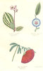 BOTANICALS. eriocuema marmorata; Napoleona imperialis; jnga pulcherrima 1852