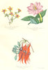 BOTANICALS.Gramnauthes gentianoides;cacsorcia mollissima;clianthus dampieri 1852