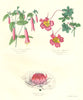 BOTANICALS. correa longiflora; cropoeolum speciosum; Victoria regia 1852 print