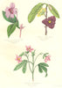 BOTANICALS. impatieus platypetala; asimina triloba; lemonia elegans 1852 print