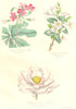BOTANICALS. oxalis lasiandra; daphne fortunei; nelumbium speciosum 1852 print