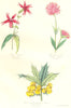 BOTANICALS. silene speciosa; Gomphrena pulchella; berbéris ilicifolia 1852