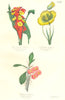 BOTANICALS. curcuma roscoeana; calochortis splendens; euphorbia splendens 1852