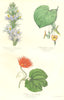 BOTANICALS. Calectasia cyanea; Aristolochia sipho; anguria makoyana 1852 print