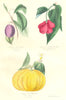 BOTANICALS. prunus domestica; citrus rissoa 1852 old antique print picture