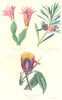 BOTANICALS. Cereus russelianus; podocarpus macrophylla; caryocar nuciferum 1852