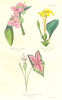 BOTANICALS. Tradescantia tumida; fagroea zeylanica; caladium bicolor 1852