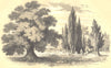 BOTANICALS.1.Sycomore.Acer pseudoplatanus;2.Cyprés.Cupressus.Tamarix. 1852