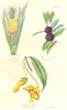 BOTANICALS. Bromeliacées; Myricées; Gesnériacées 1852 old antique print