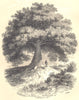 BOTANICALS. Baobab. Adansonia 1852 old antique vintage print picture