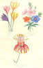 BOTANICALS. colobicum; Anagallis; Stenocarpus cunninghami 1852 old print