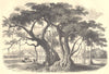 BOTANICALS. Figuier des pagodes. Ficus religiosa.  (Morées)  1852 old print