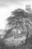 BOTANICALS. Cédre Cedrus (Abiétinées)  1852 old antique vintage print picture