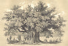 CHURCHES. Chêne- Chapelle D'Allouville. Quercus.  (Cupulifères)  1852 print