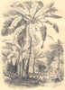 BOTANICALS. Bananier. Musa.  (Musacées)  1852 old antique print picture