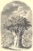 BOTANICALS. Dragonier de L'orotava. Dracoena draco (Smilacinées) ` 1852 print