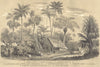TREES. Arec Calyce; Baquois; Kentia Élevé; Calyptrocalix; Cocotier 1852 print