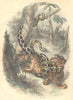 SNAKES. Boa Constrictor and Jaguar 1873 old antique vintage print picture