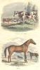 CATTLE. Some pets. Bull and cow Chev Al 1873 old antique vintage print picture